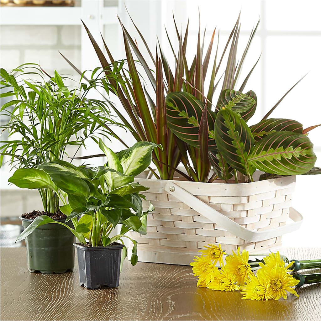 Florist Designed Blooming and Green Plants in a Basket – LETITTE'S FLOWERS & GIFTS, Beaumont TX