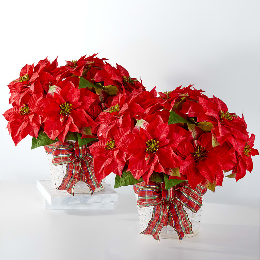 Happiest Holidays Poinsettia Bundle – LETITTE'S FLOWERS & GIFTS, Beaumont TX