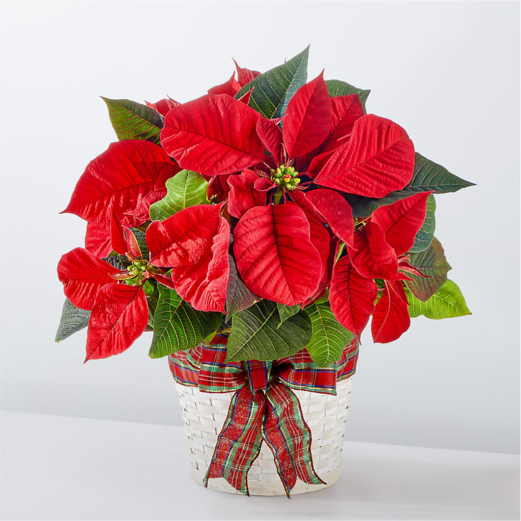 Happiest Holidays Poinsettia – LETITTE'S FLOWERS & GIFTS, Beaumont TX