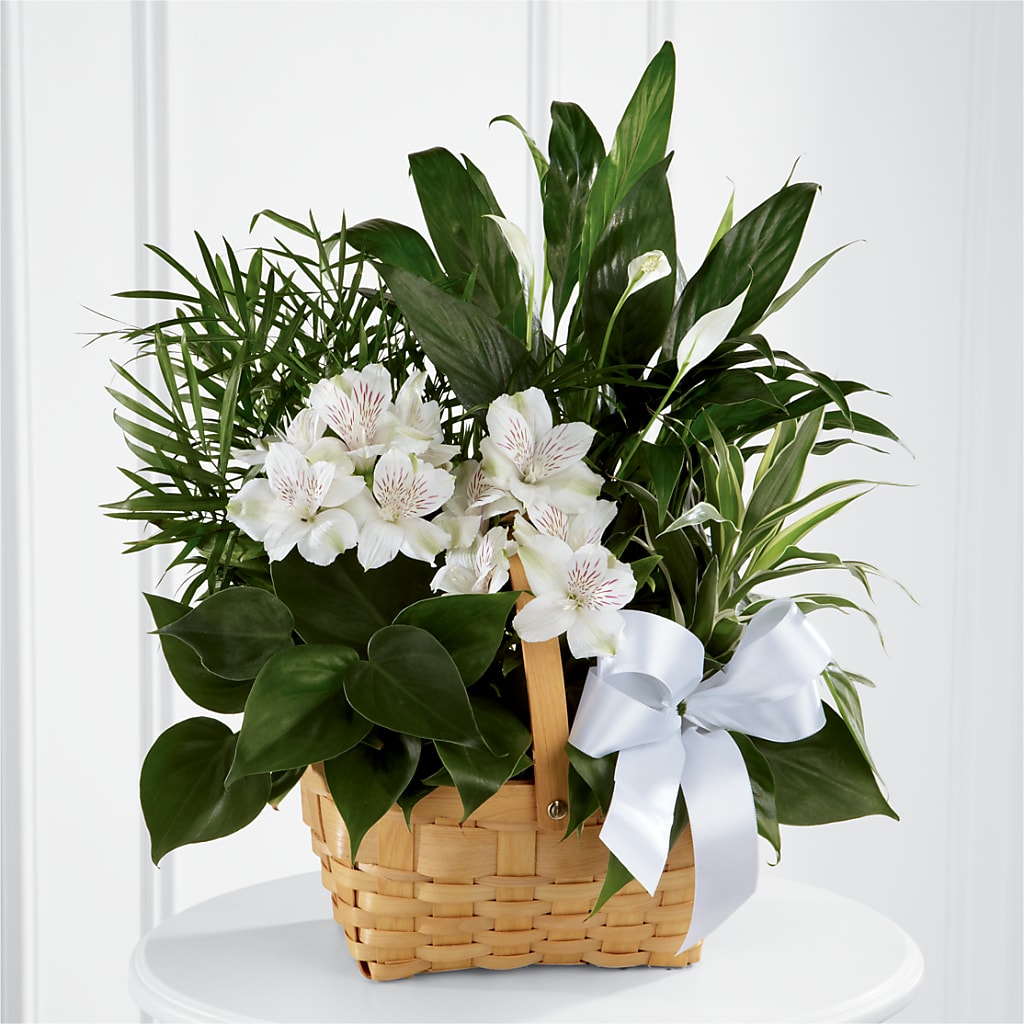 Peace & Serenity Dishgarden – LETITTE'S FLOWERS & GIFTS, Beaumont TX