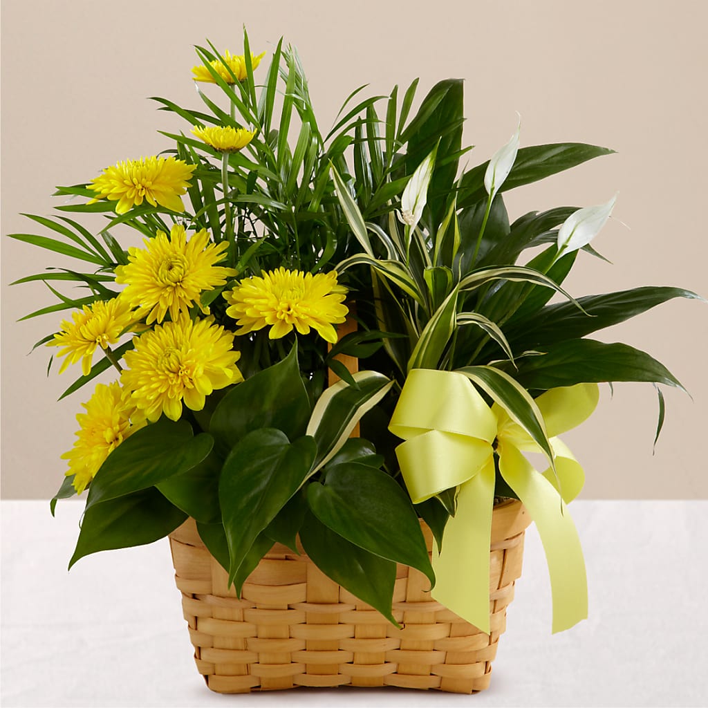 Loving Light Dishgarden – LETITTE'S FLOWERS & GIFTS, Beaumont TX