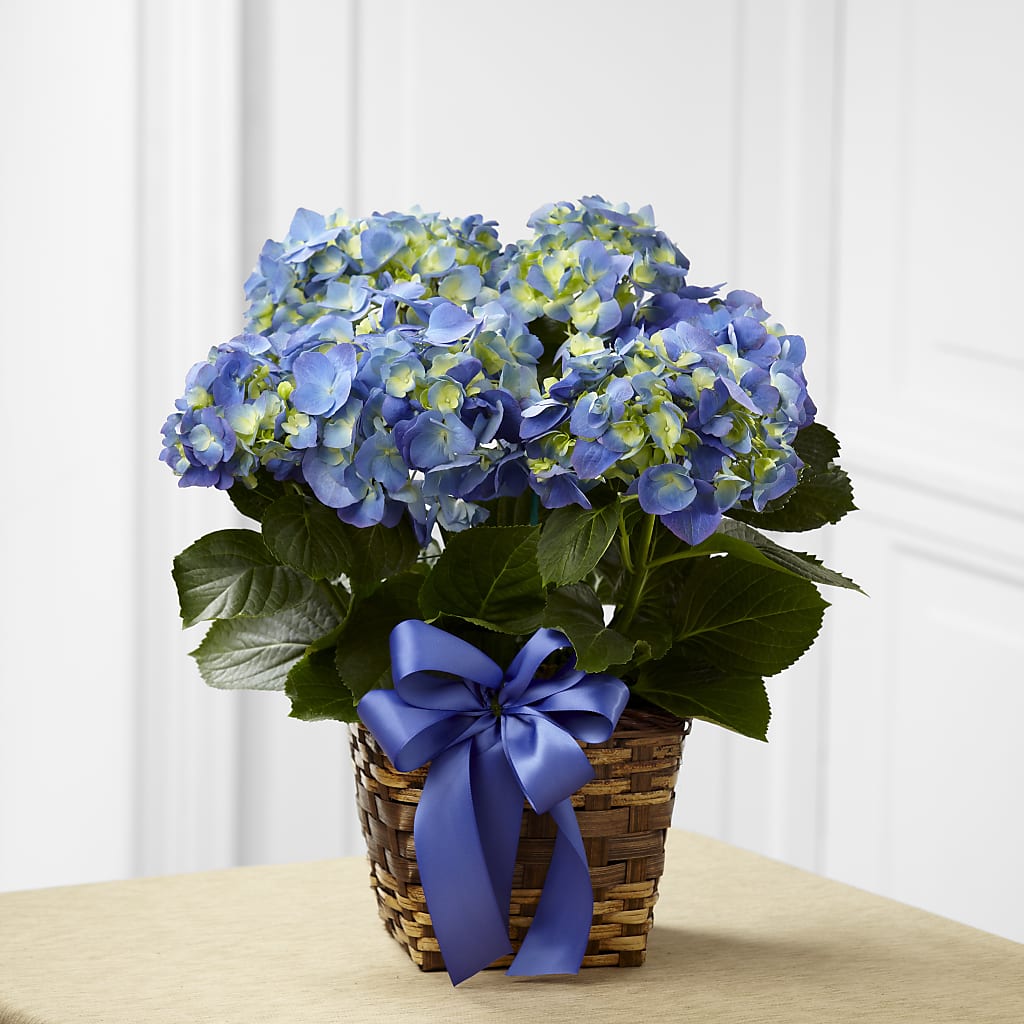 Blue Hydrangea Planter – LETITTE'S FLOWERS & GIFTS, Beaumont TX