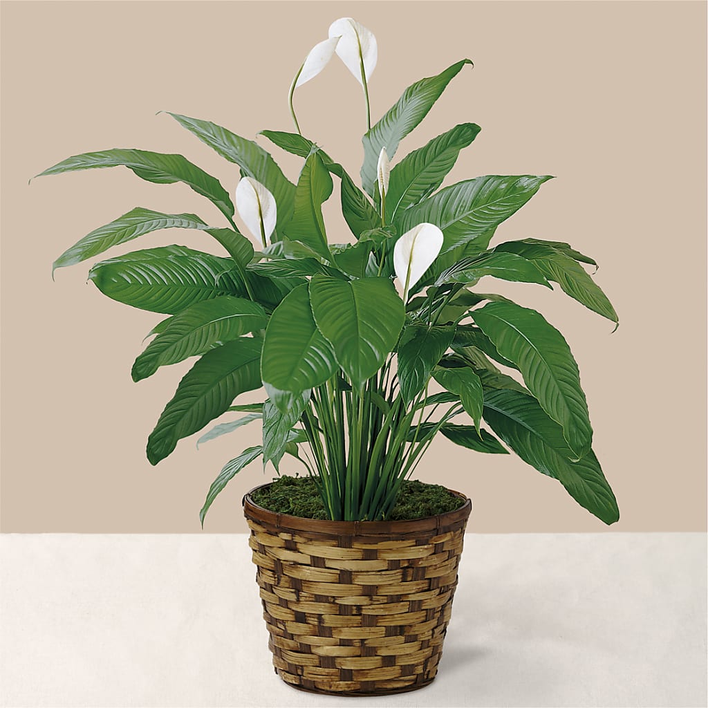 Tranquil Moments Peace Lily Plant – LETITTE'S FLOWERS & GIFTS, Beaumont TX