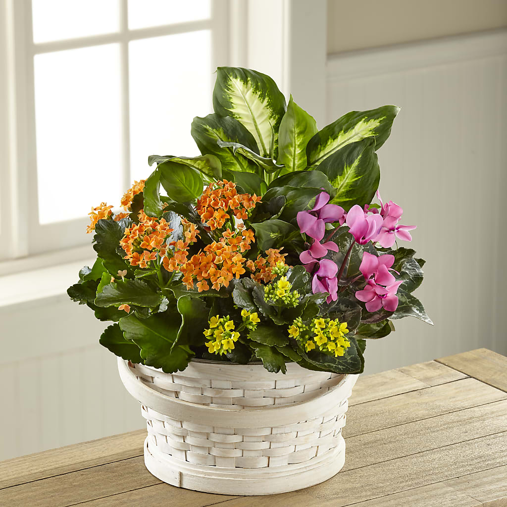 Color Crush Dishgarden – LETITTE'S FLOWERS & GIFTS, Beaumont TX