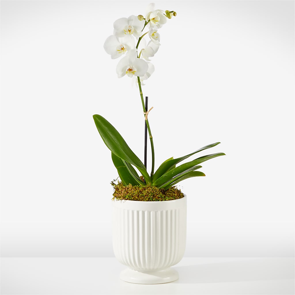 Whispering White Orchid – LETITTE'S FLOWERS & GIFTS, Beaumont TX