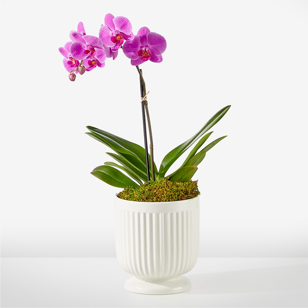 Friendly Fuchsia Orchid – LETITTE'S FLOWERS & GIFTS, Beaumont TX