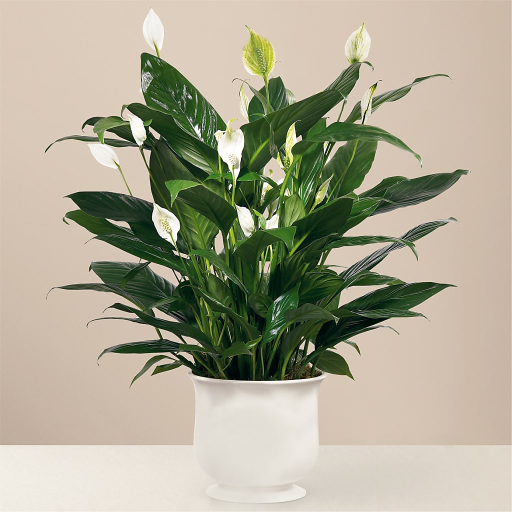 Comfort Planter – LETITTE'S FLOWERS & GIFTS, Beaumont TX