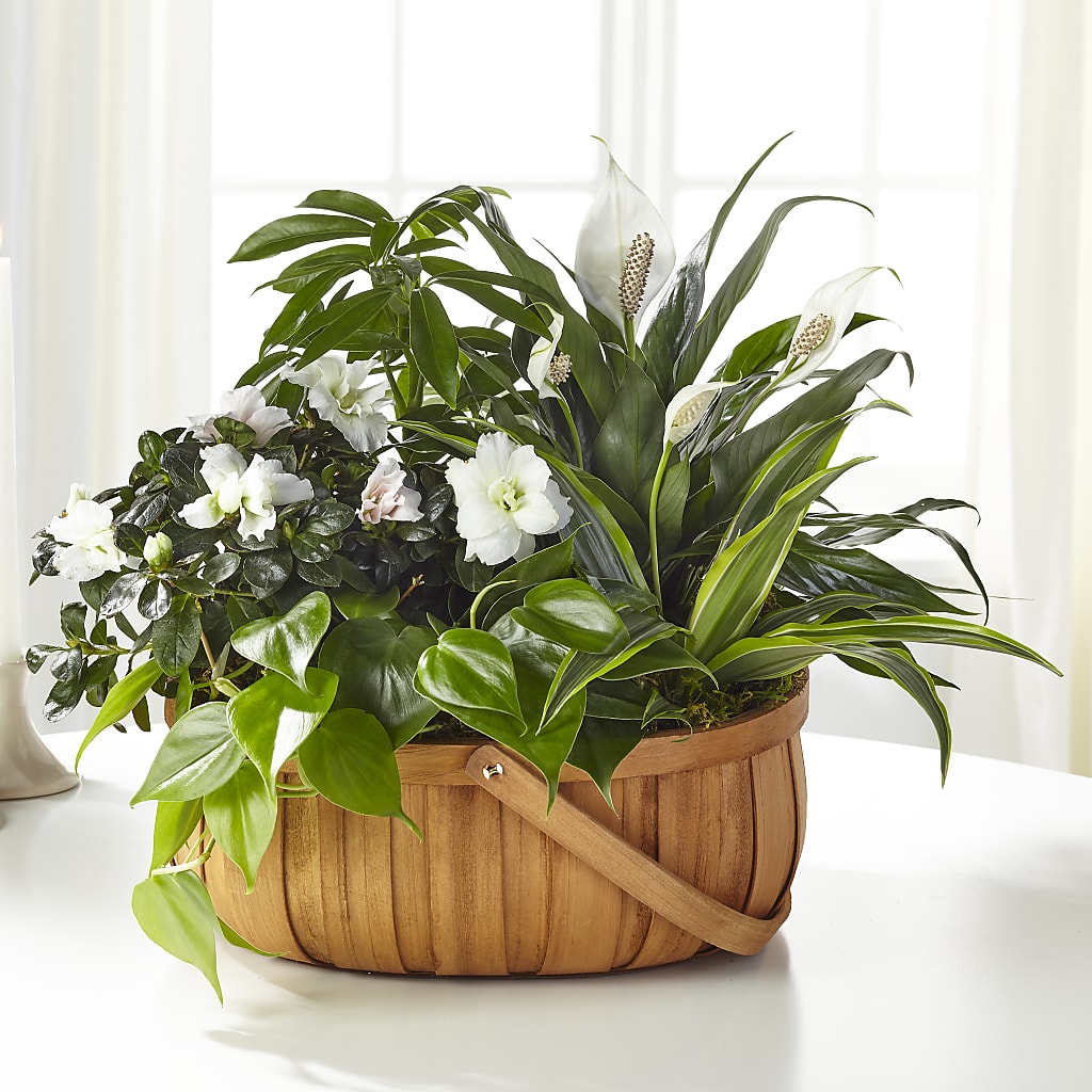 Serene Dishgarden – LETITTE'S FLOWERS & GIFTS, Beaumont TX