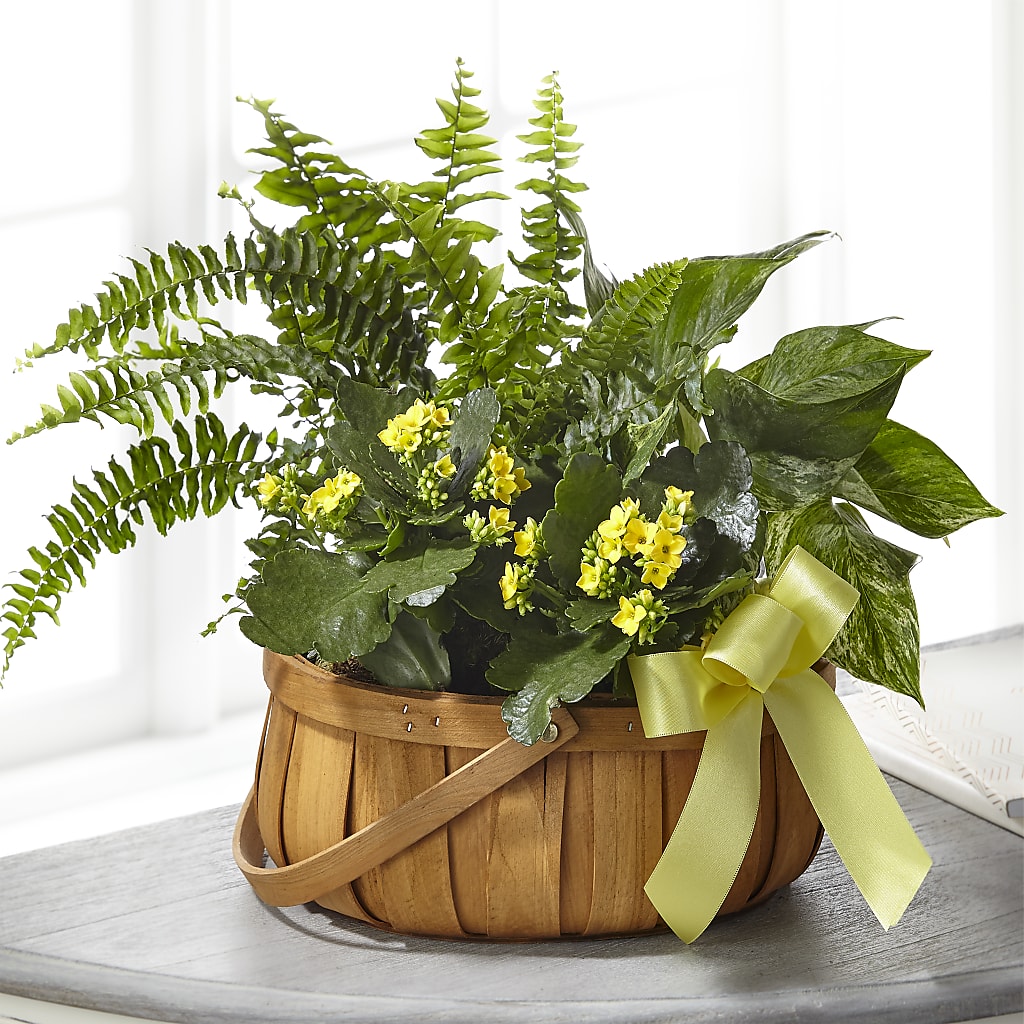 Always Dear Dishgarden – LETITTE'S FLOWERS & GIFTS, Beaumont TX