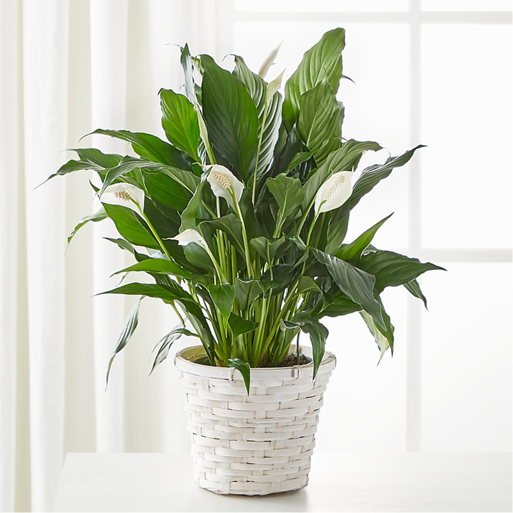 A New Leaf Peace Lily – LETITTE'S FLOWERS & GIFTS, Beaumont TX
