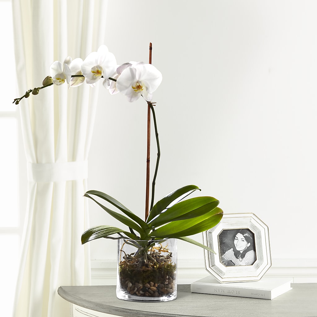 White Orchid Planter – LETITTE'S FLOWERS & GIFTS, Beaumont TX