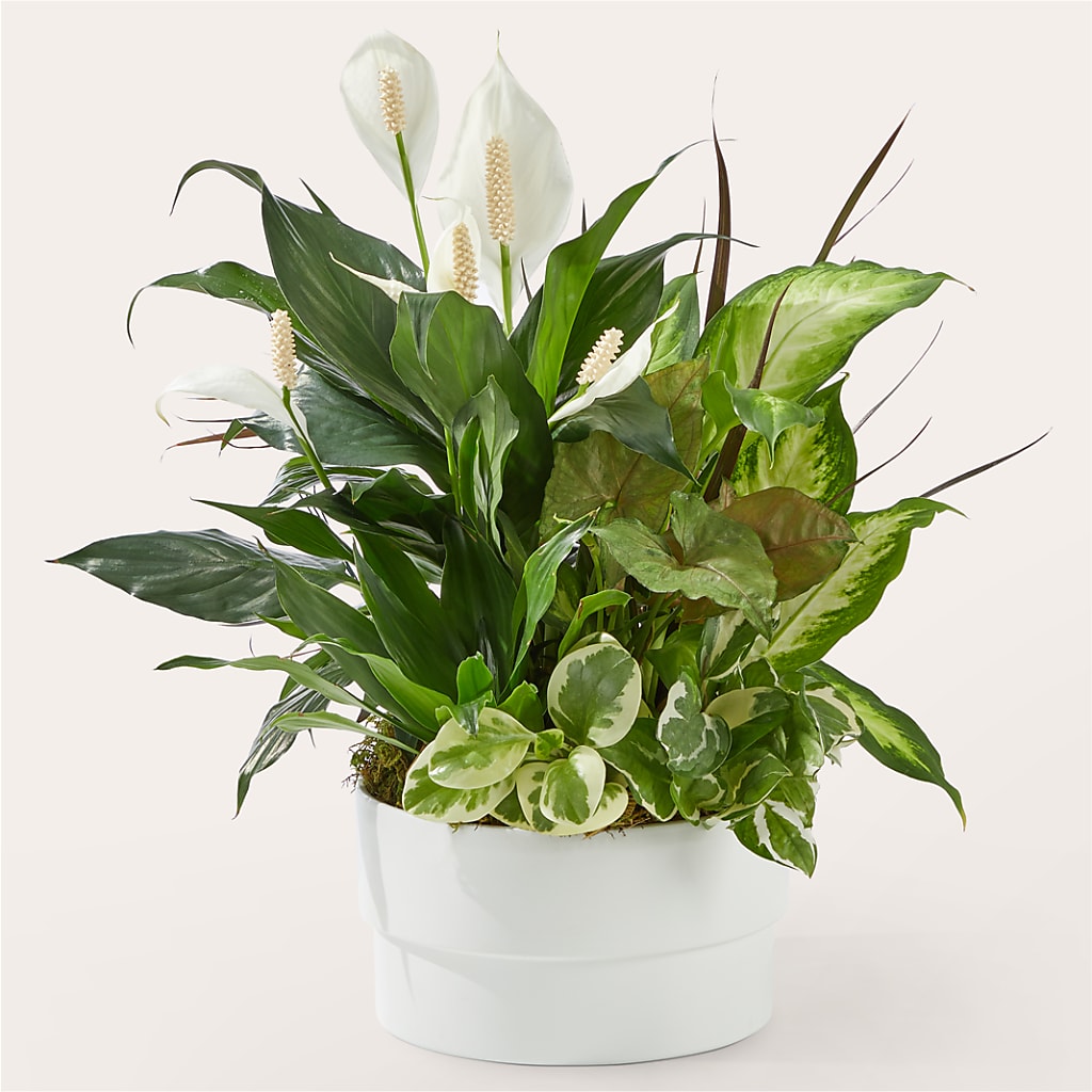 Radiating Positivity Dishgarden – LETITTE'S FLOWERS & GIFTS, Beaumont TX