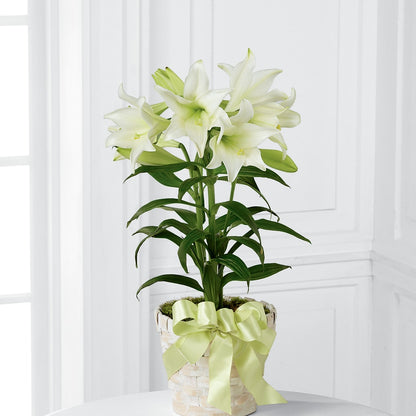 Easter Lily Plant – LETITTE'S FLOWERS & GIFTS, Beaumont TX
