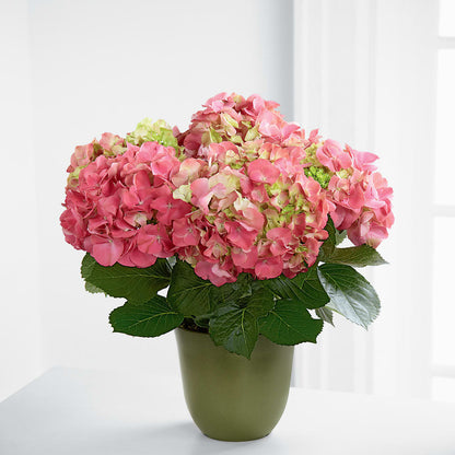 Pink Hydrangea Planter – LETITTE'S FLOWERS & GIFTS, Beaumont TX