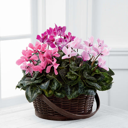 Mixed Cyclamen Planter – LETITTE'S FLOWERS & GIFTS, Beaumont TX
