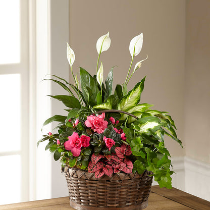 Dream in Pink Dishgarden – LETITTE'S FLOWERS & GIFTS, Beaumont TX