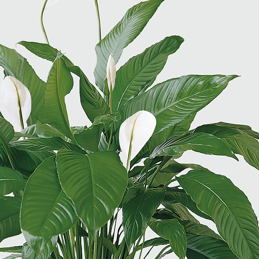 Tranquil Moments Peace Lily Plant – LETITTE'S FLOWERS & GIFTS, Beaumont TX
