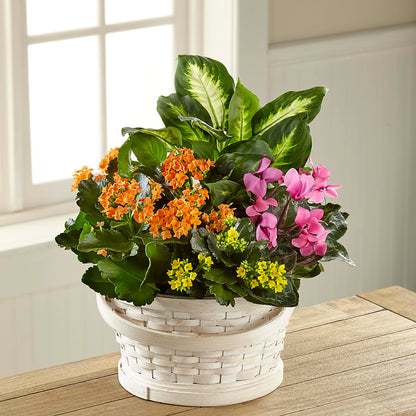 Color Crush Dishgarden – LETITTE'S FLOWERS & GIFTS, Beaumont TX