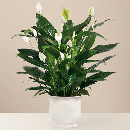 Comfort Planter – LETITTE'S FLOWERS & GIFTS, Beaumont TX