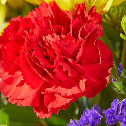 Brighter Days Bouquet – LETITTE'S FLOWERS & GIFTS, Beaumont TX