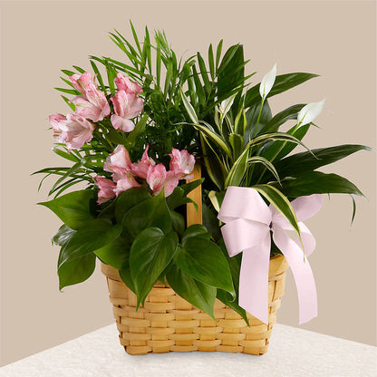 Living Spirit Dishgarden – LETITTE'S FLOWERS & GIFTS, Beaumont TX
