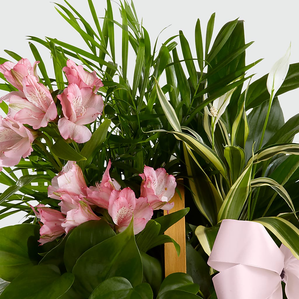 Living Spirit Dishgarden – LETITTE'S FLOWERS & GIFTS, Beaumont TX