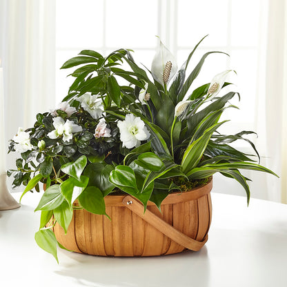 Serene Dishgarden – LETITTE'S FLOWERS & GIFTS, Beaumont TX