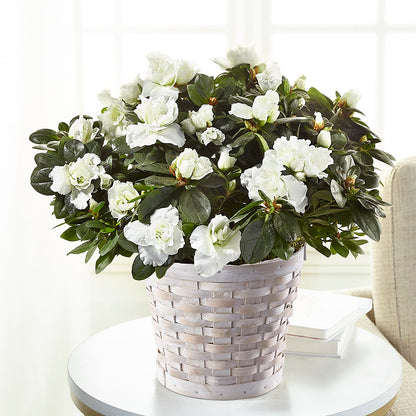 White Azalea Plant – LETITTE'S FLOWERS & GIFTS, Beaumont TX