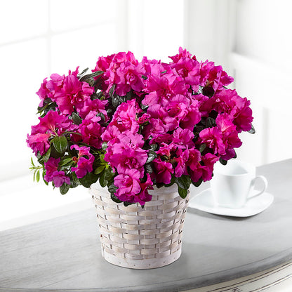 Hope & Serenity Azalea Plant – LETITTE'S FLOWERS & GIFTS, Beaumont TX