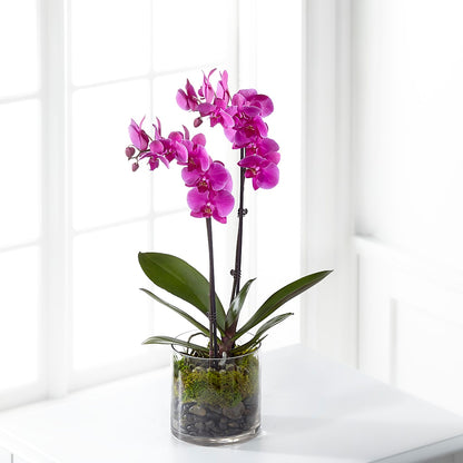 Pink Orchid Plant – LETITTE'S FLOWERS & GIFTS, Beaumont TX