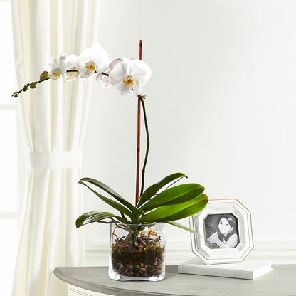 White Orchid Planter – LETITTE'S FLOWERS & GIFTS, Beaumont TX
