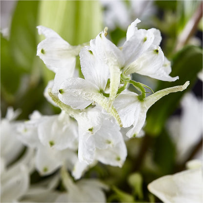 Classic Ivory – A Florist Original – LETITTE'S FLOWERS & GIFTS, Beaumont TX